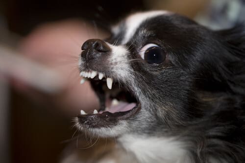 Forum: Chihuahua driving neighbour barking mad - FLAT CHATFLAT CHAT