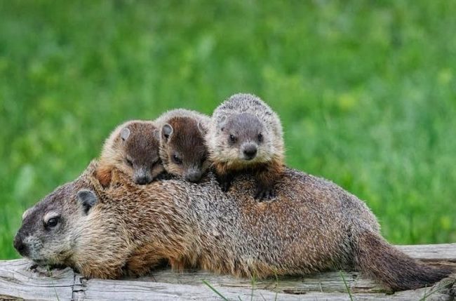 Groundhogs-e1727927903517.jpg